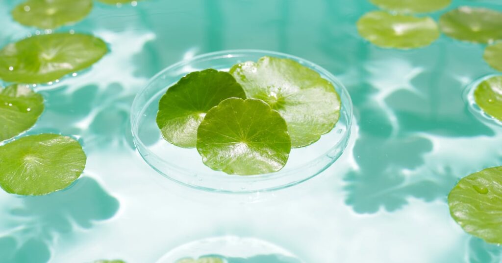 3H Labs launch gotu kola extract in Europe and US