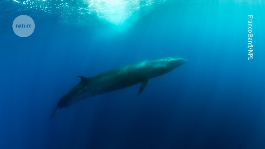 Big mother whales have more daughters than sons