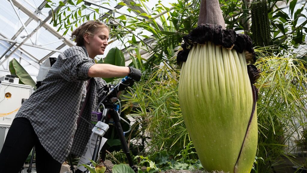Corpse flowers waft out stinky compounds as fast as landfills do