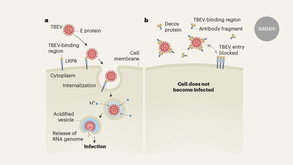 How a tick-borne virus enters human cells