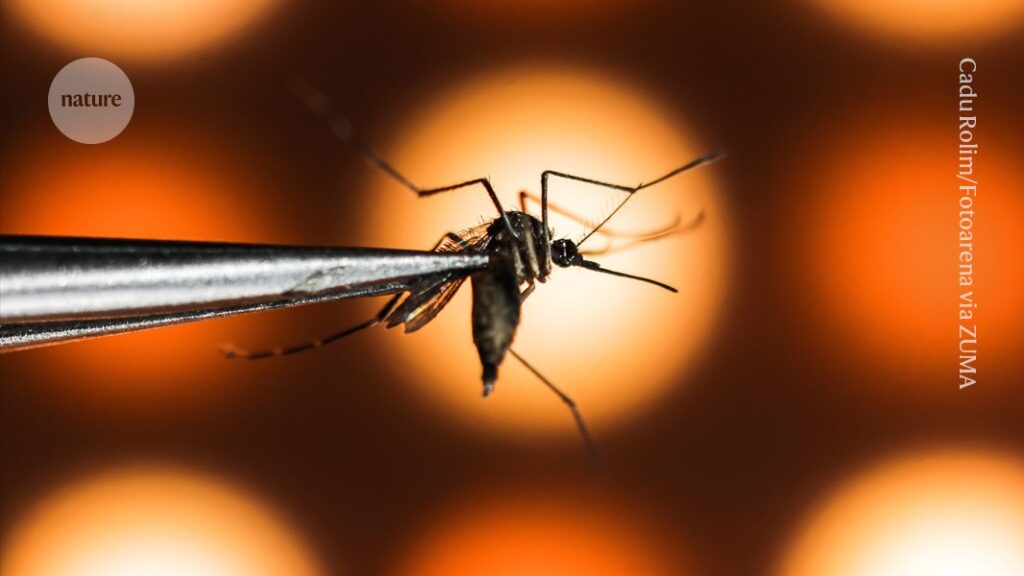How billions of hacked mosquitoes and a vaccine could beat the deadly dengue virus