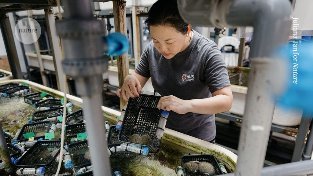 Little urchins, mischievous molluscs: my life as a sea champion