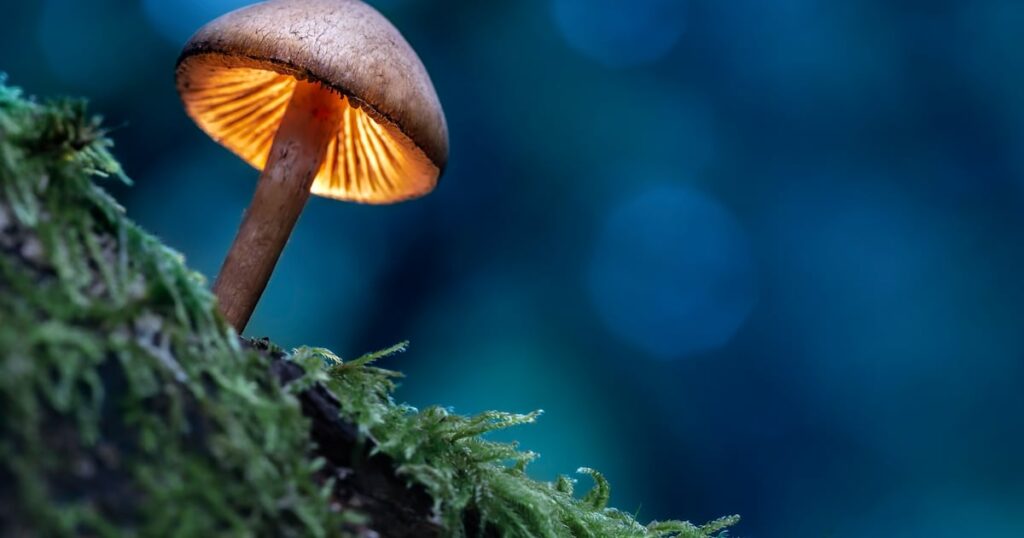 Mushroom expert calls for quality quantification beyond ‘easy win’ beta-glucans