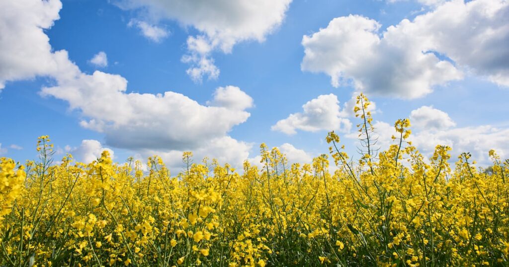 Rapeseed protein fiber-concentrate gets green light from EFSA