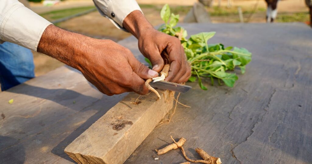 Study identifies withanolide glycosides as the key drivers of superior bioavailability in ashwagandha