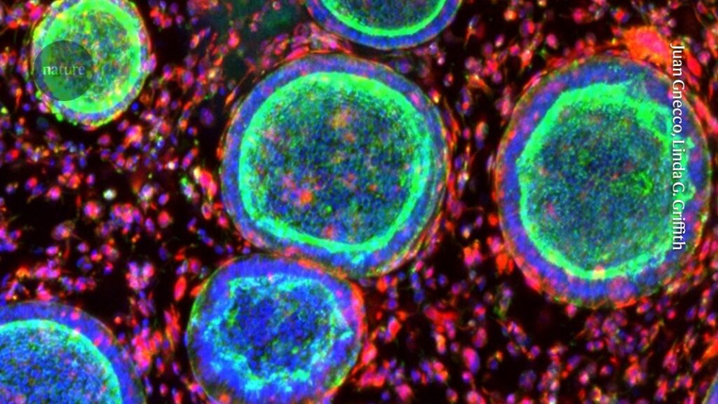 The mini placentas and ovaries revealing the basics of women’s health