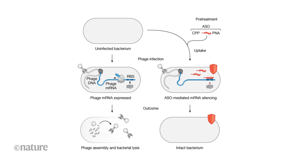 Using short synthetic nucleic acids to probe genes in viruses that infect bacteria