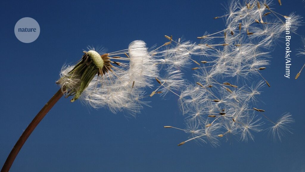 deciphering how dandelions drive seed dispersal