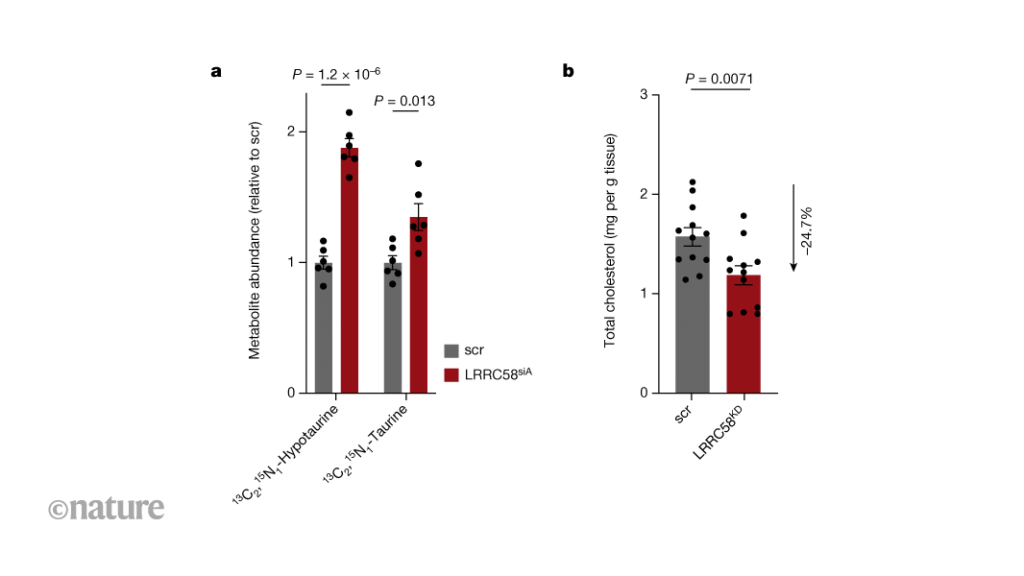 A pathway that controls conversion of the amino acid cysteine into a cholesterol regulator