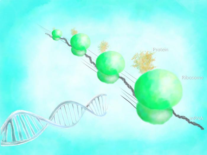 AI-Engineered Peptides May Boost E. coli Protein Yields for Biomanufacturing protein synthesis