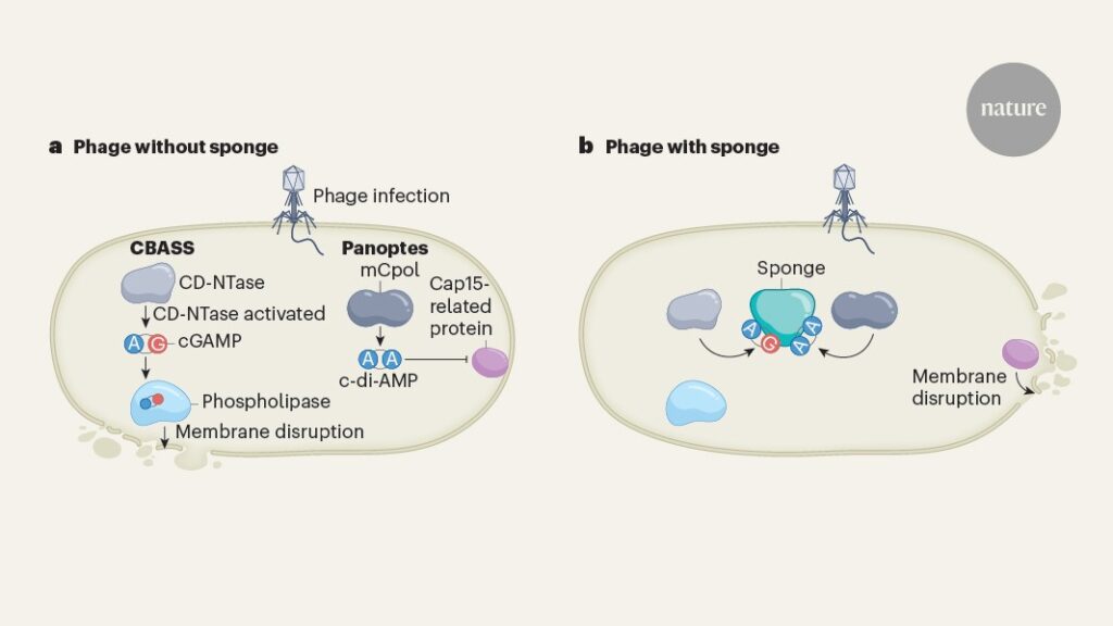 Bacteria use a decoy defence molecule to set a trap for viruses