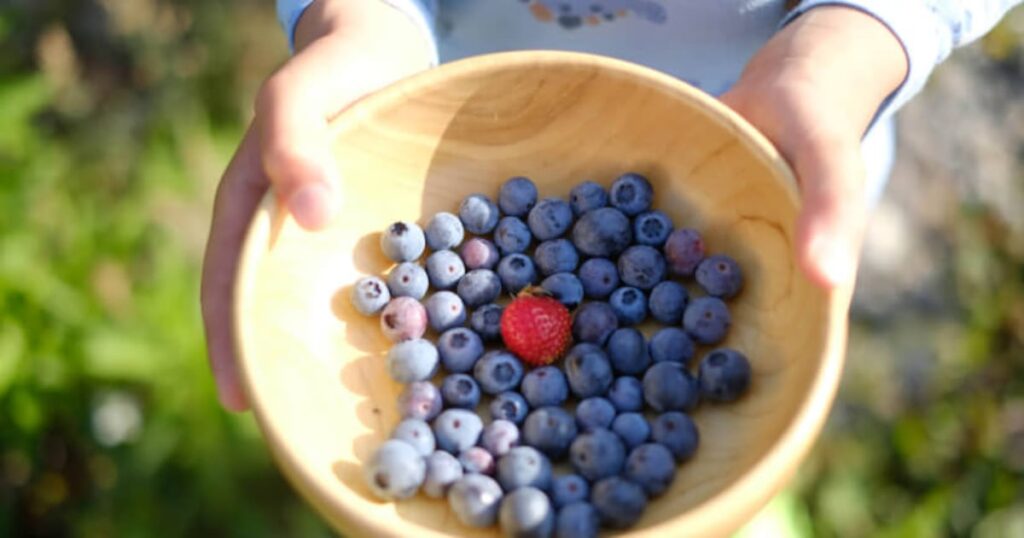 Berry researchers strengthen gut link to better brain and heart health