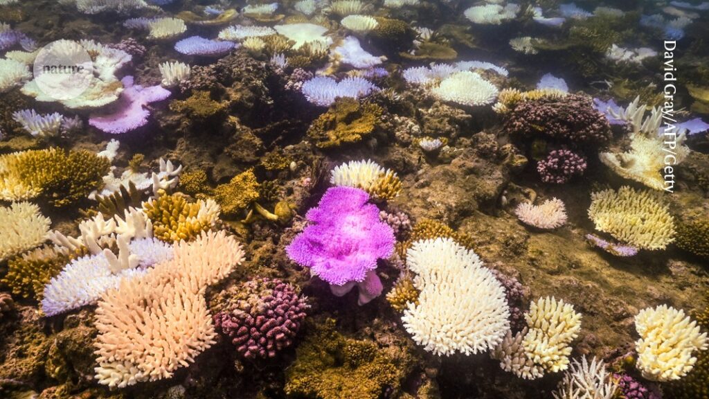 Coral die-off marks Earth’s first climate ‘tipping point’, scientists say