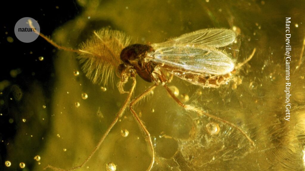 Current mosquitoes evolved more recently than previously thought