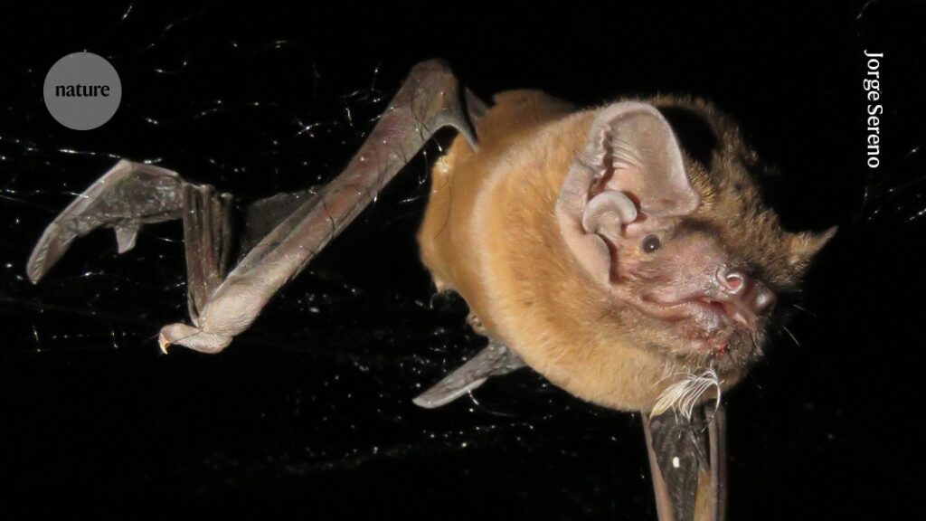 European bats capture migrating birds and eat them on the wing