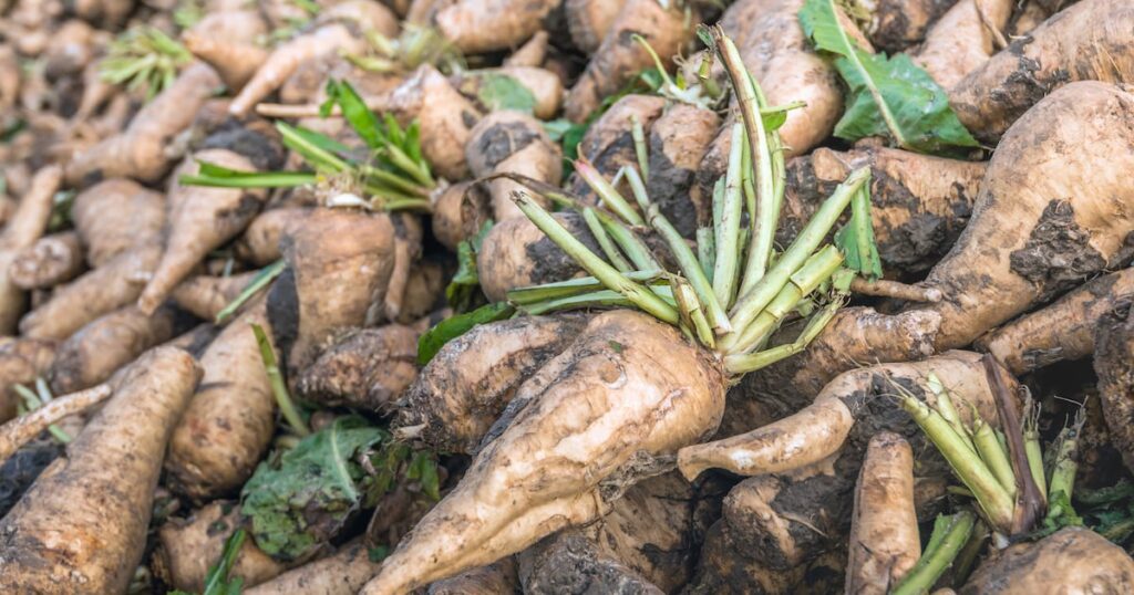 European inulin producers join the International Probiotics Association