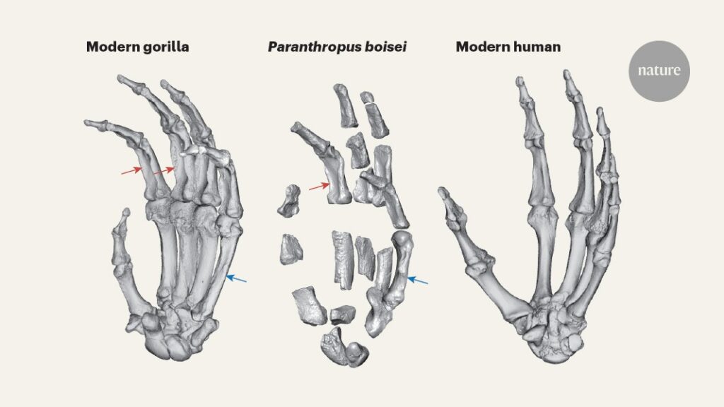 First known fossil hand of the hominin <i>Paranthropus boisei</i>