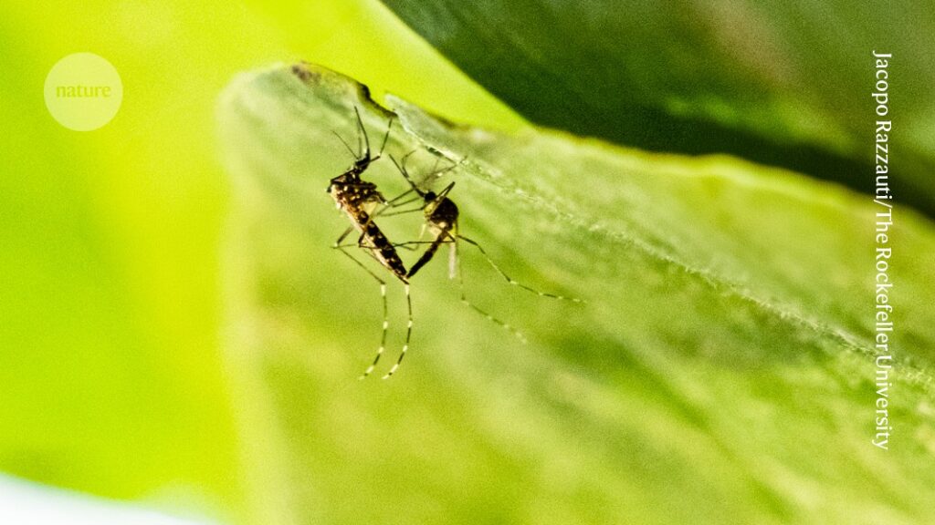 Glowing sperm helps to reveal secrets of mosquito sex Glowing sperm helps to reveal secrets of mosquito sex