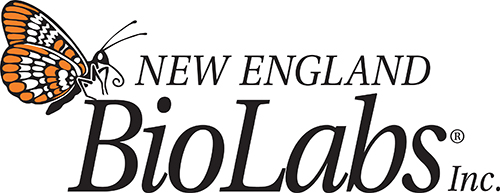 How NEB’s Customized Solutions Team Drives Innovation and Partnership in Biotech New England BioLabs logo
