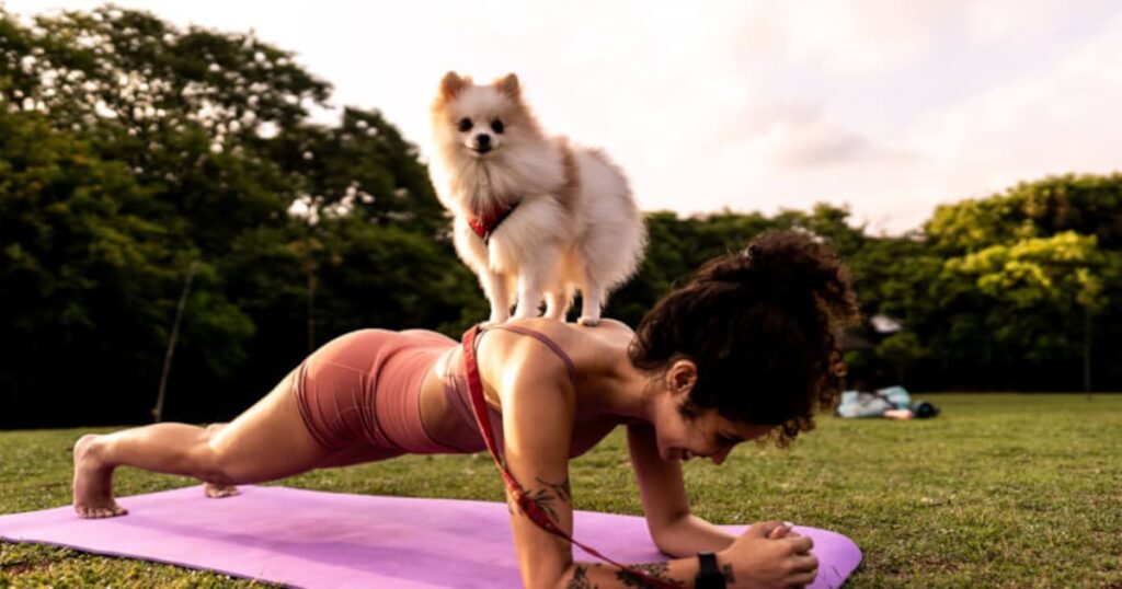 How are pet supplements vetted and regulated in the wellness era? How are pet supplements vetted and regulated in the wellness era?