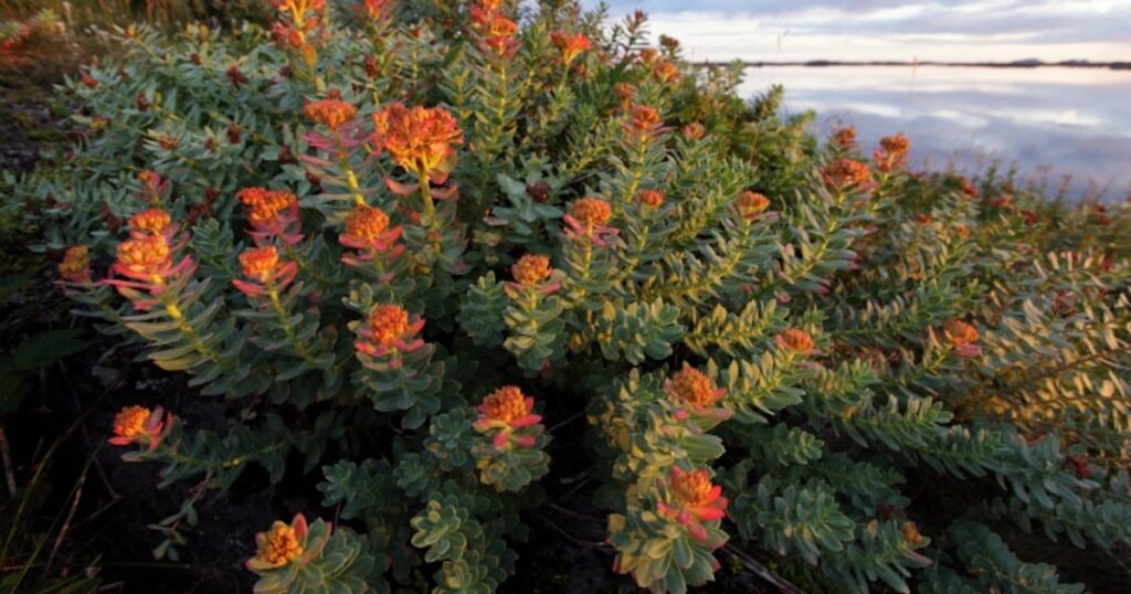 Meta-analysis explores Rhodiola rosea’s ergogenic potential