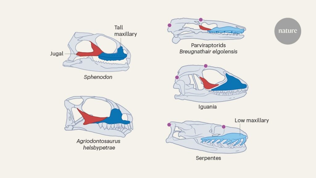 Mix-and-match fossils tell the tale of snake and lizard evolution