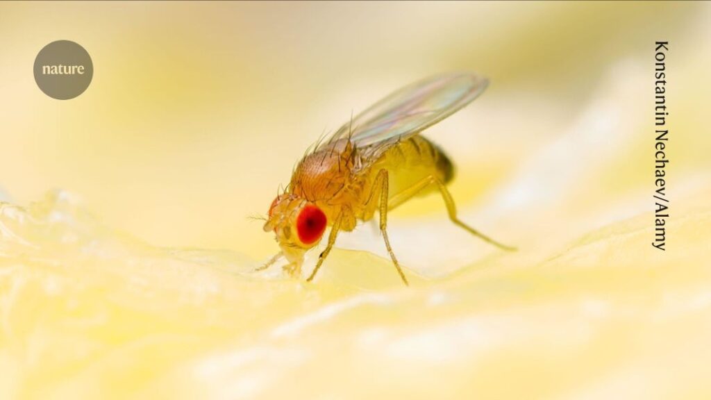 Model organism databases face budget cuts and closures