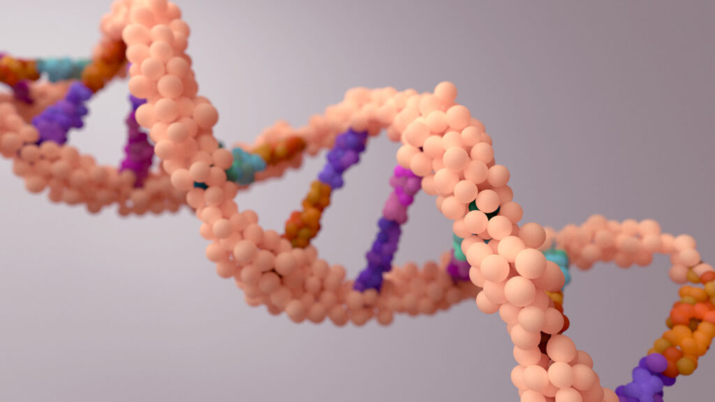 DNA composed of two chains that form a double helix. DNA is a molecule inside cells contains genetic information responsible for the development and function of an organism.