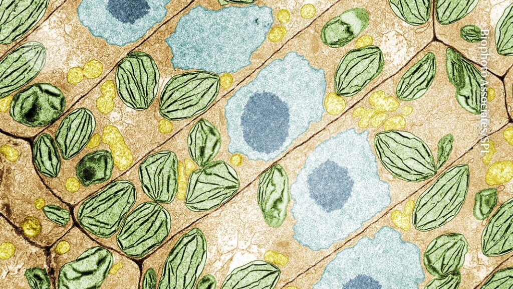 Plants have a secret language that scientists are only now starting to decipher Plants have a secret language that scientists are only now starting to decipher