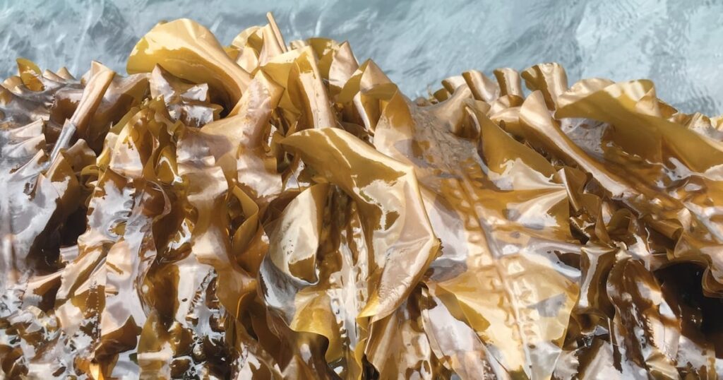 Scottish seaweed extract shows low-dose gut health benefits