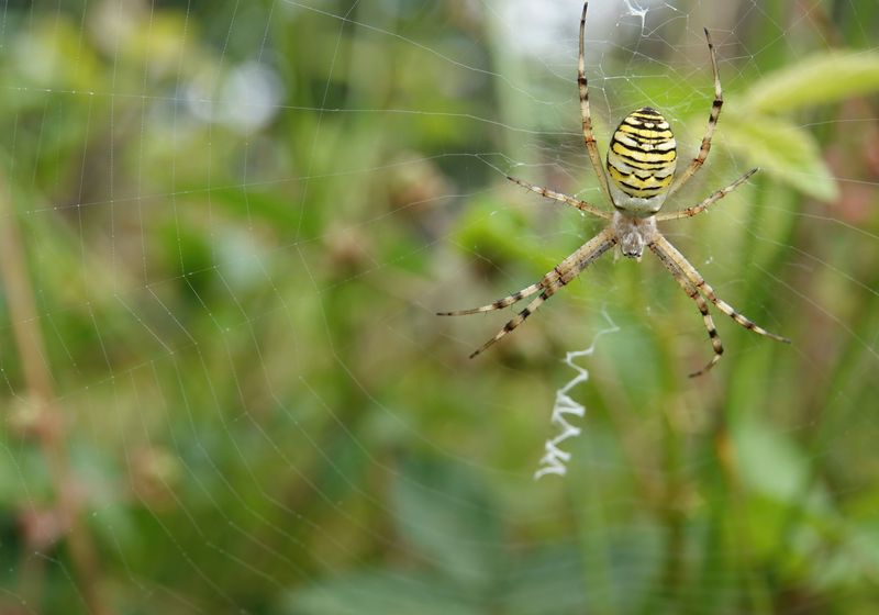 Spiders Spin Web Decorations That May Help Detect Prey The Scientist Logo