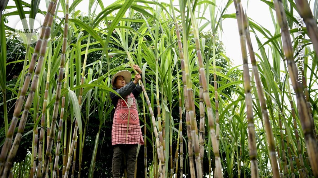 Sugarcane genomes offer sweet surprise: mystery ancestor