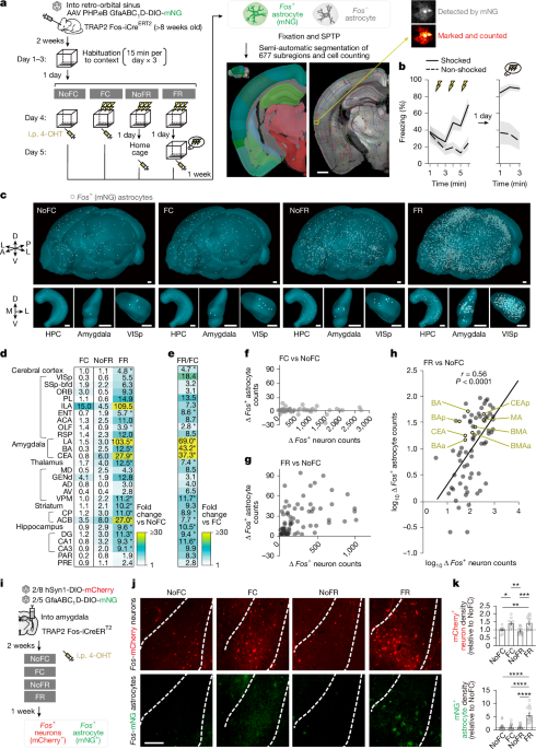 The astrocytic ensemble acts as a multiday trace to stabilize memory The astrocytic ensemble acts as a multiday trace to stabilize memory