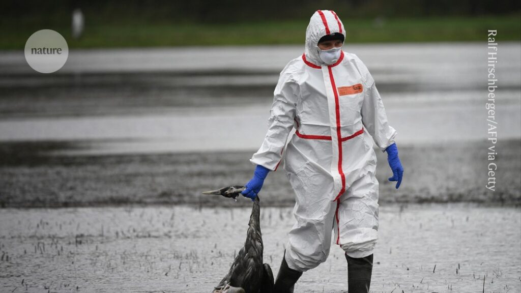 This ‘minor’ bird flu strain has potential to spark human pandemic