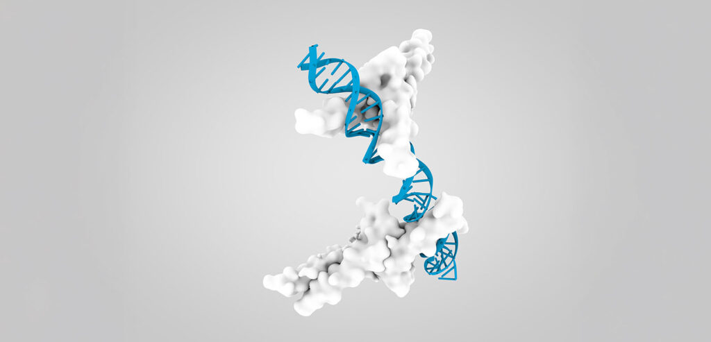 The sterol regulatory element binding proteins (SREBPs) bound to LDL receptor promoter