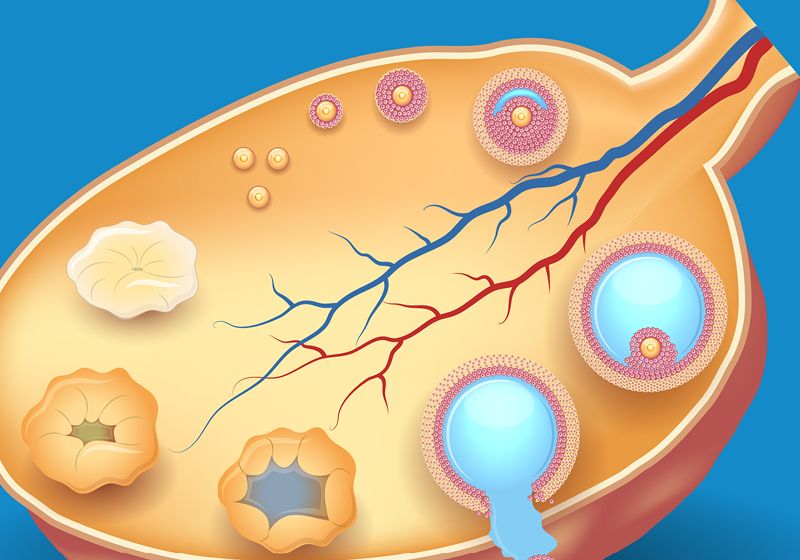 Vitamin C Rejuvenates Aging Ovaries in Primates The Scientist Logo