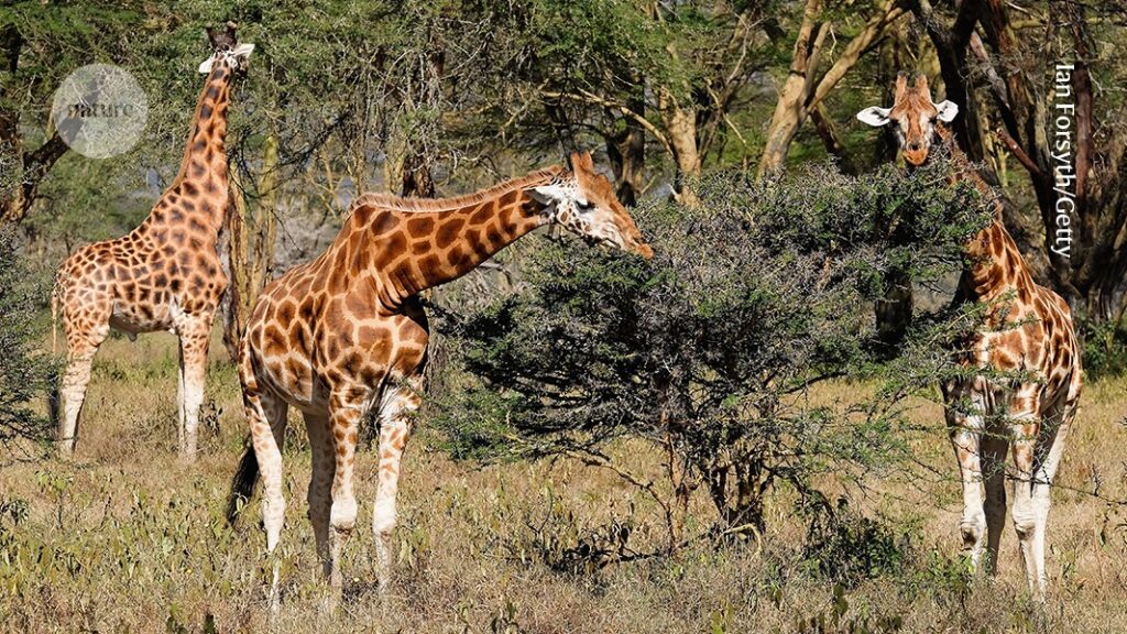 What changing energy flows reveal about Africa’s ecosystems