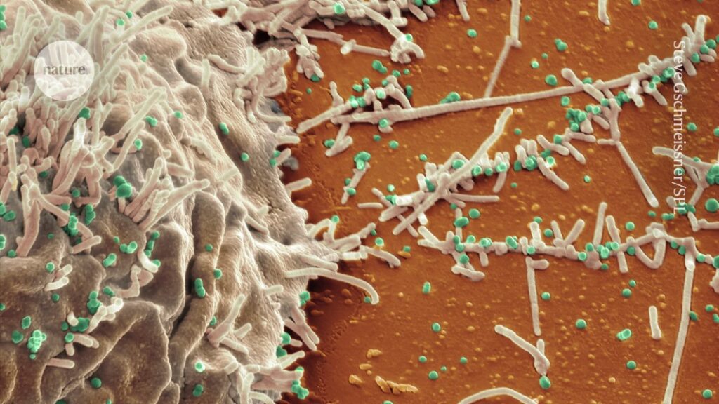 Antibody drugs show promise for treating bird flu and HIV Antibody drugs show promise for treating bird flu and HIV