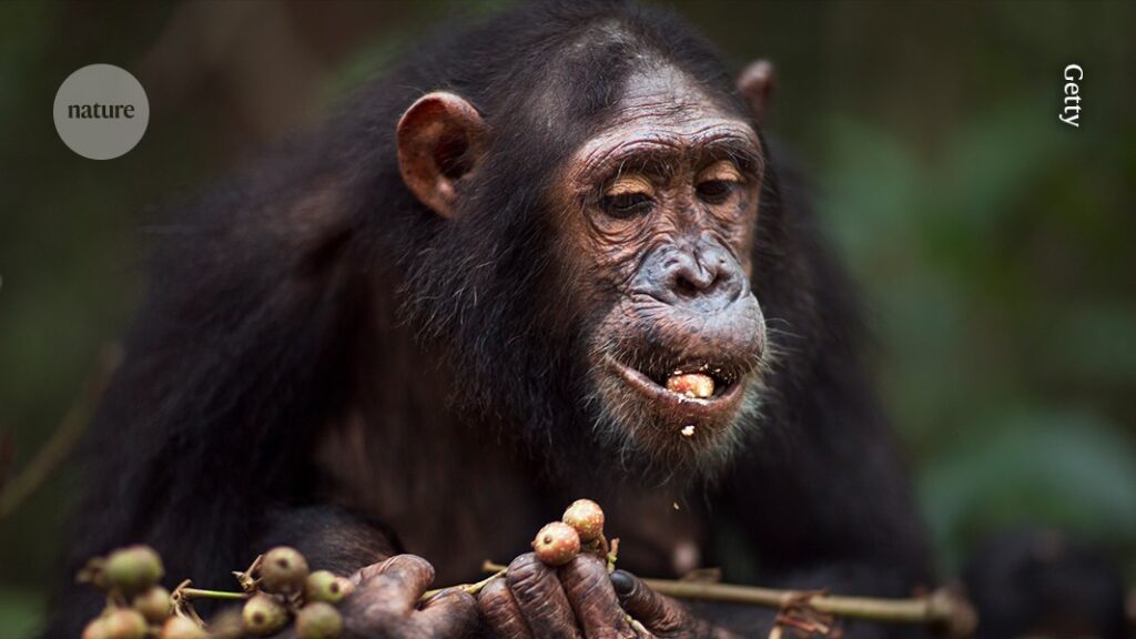 Be rational: chimp decision-making is guided by the strongest evidence