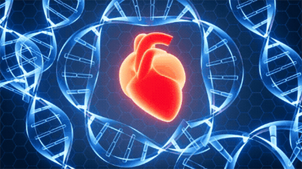 Cardiac Repair Promoted by Cyclin A2, Potential Heart Transplant Alternative Human heart with circular DNA background, biotechnology concept, 3d rendering