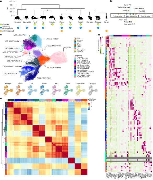 Conservation and alteration of mammalian striatal interneurons Conservation and alteration of mammalian striatal interneurons