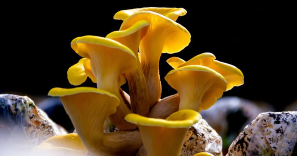 Entrenching ergothioneine as longevity vitamin