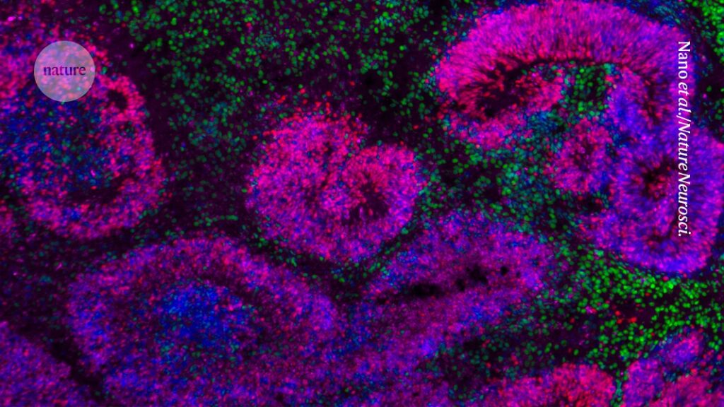 First ever atlas of brain development shows how stem cells turn into neurons First ever atlas of brain development shows how stem cells turn into neurons