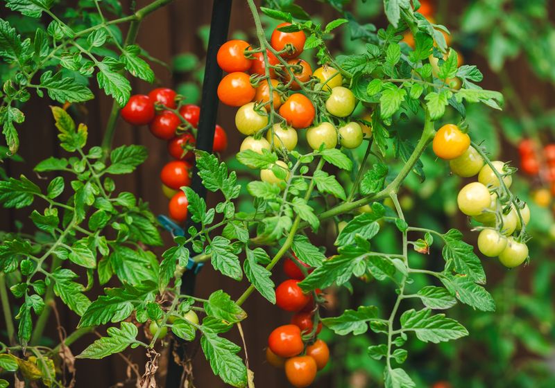 Gene-Edited Crops Grow Faster with a Little Help from Bacteria The Scientist Logo