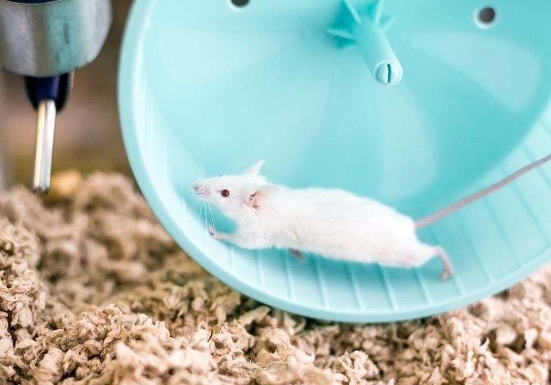 Gut Microbes Can Make Mice Lazy The Scientist Logo