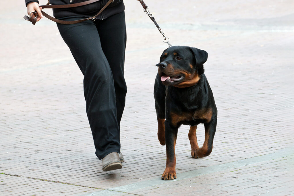 Hormones shape frailty risk in aging dogs