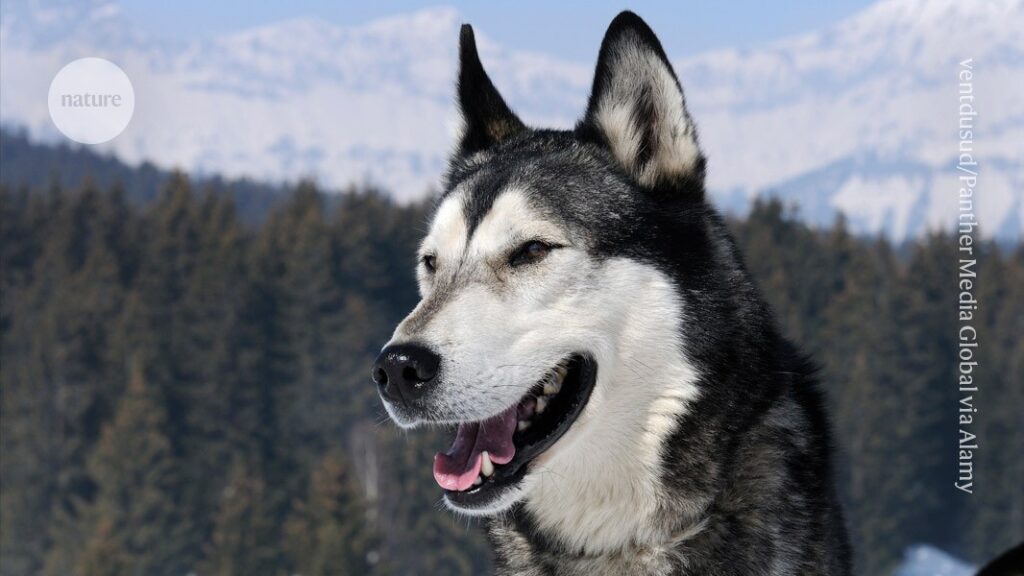 How ancient humans bred and traded the first domestic dogs