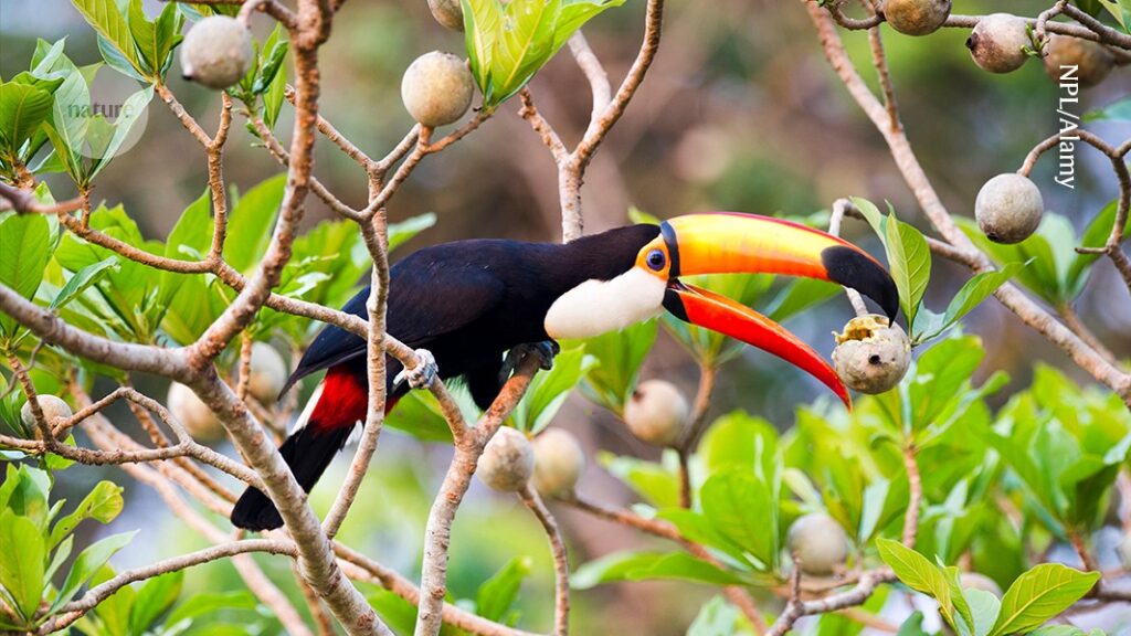 Land-use changes threaten the safety net for birds