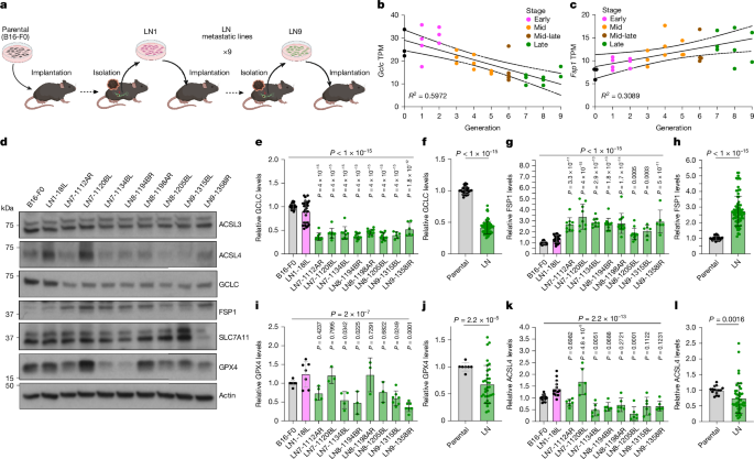 Lymph node environment drives FSP1 targetability in metastasizing melanoma Lymph node environment drives FSP1 targetability in metastasizing melanoma