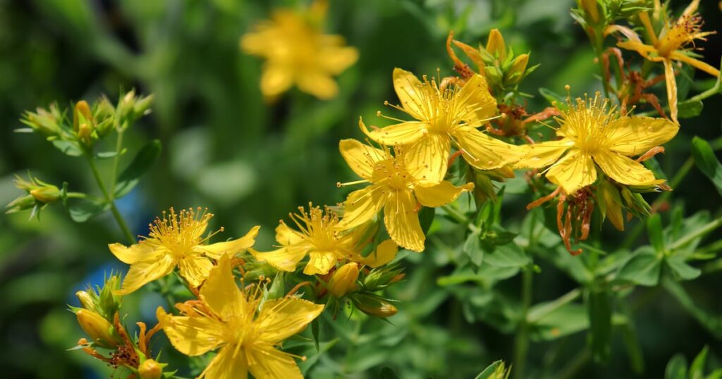 NOW testing of St John’s wort sold on Amazon identifies widespread failure NOW testing of St John’s wort sold on Amazon identifies widespread failure